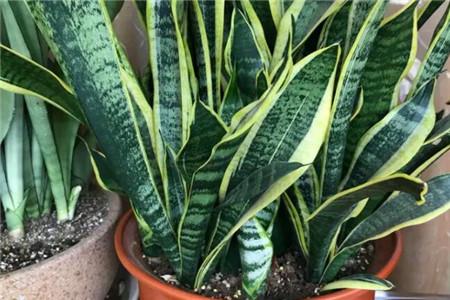 虎皮兰的养殖办法和注意些什么