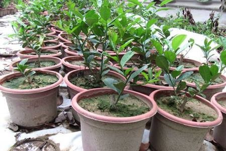 盆栽柠檬的养殖办法和注意些什么