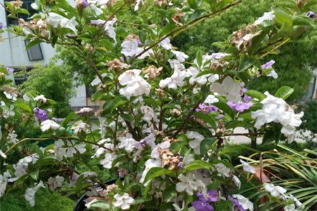 双色茉莉的养殖办法和注意些什么