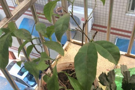 双色茉莉的养殖办法和注意些什么