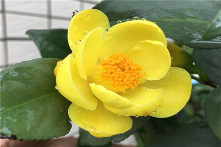 茶花冬天怎么种植