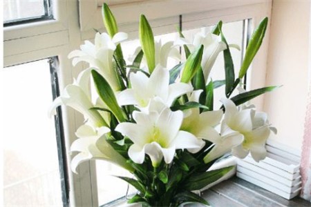 百合花用水怎么种植