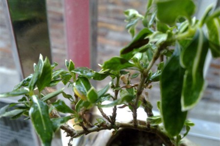 金边瑞香冬季怎么种植