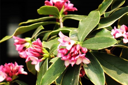 金边瑞香冬季怎么种植