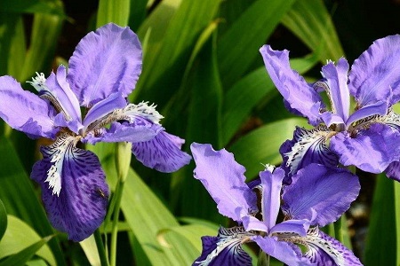 蓝蝴蝶的养殖办法和注意些什么