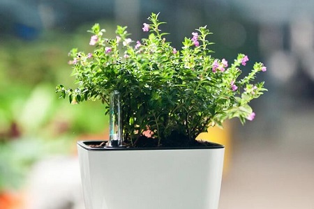 满天星怎么种植