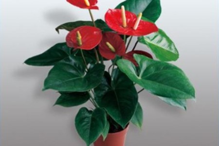 红掌可以放在卧室吗