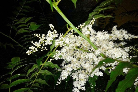 满天星怎么种植