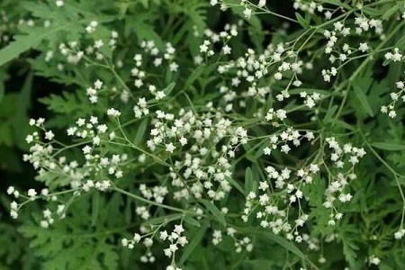 满天星怎么种植