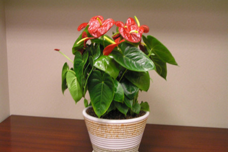 红掌可以放在卧室吗