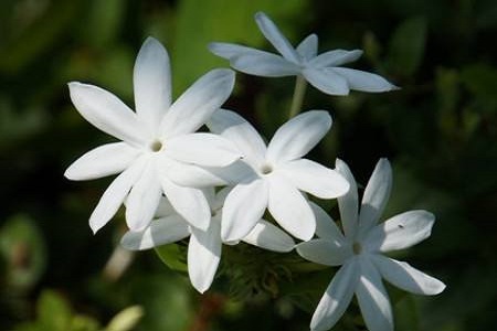 毛茉莉的养殖办法和注意些什么