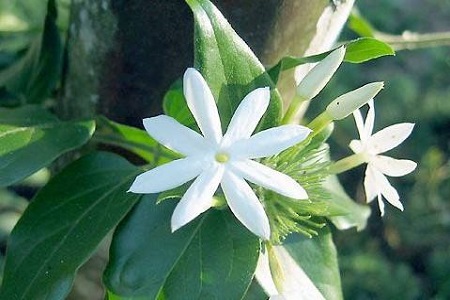 毛茉莉的养殖办法和注意些什么