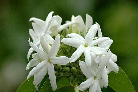 毛茉莉的养殖办法和注意些什么