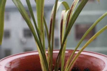 春兰叶子发黄、枯萎解决办法？