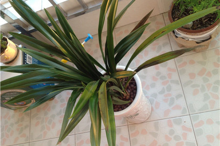 春兰叶子发黄、枯萎解决办法？