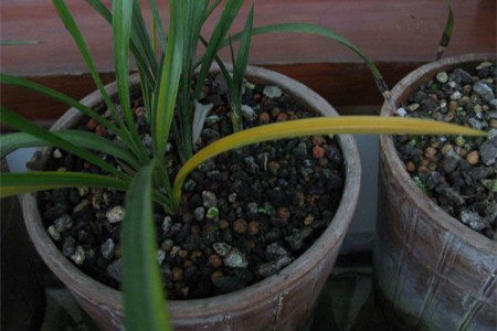 春兰叶子发黄、枯萎解决办法？