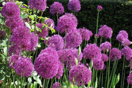 大花葱的养殖办法和注意些什么