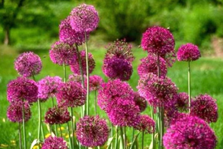 大花葱的养殖办法和注意些什么