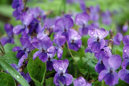 紫罗兰怎么种植