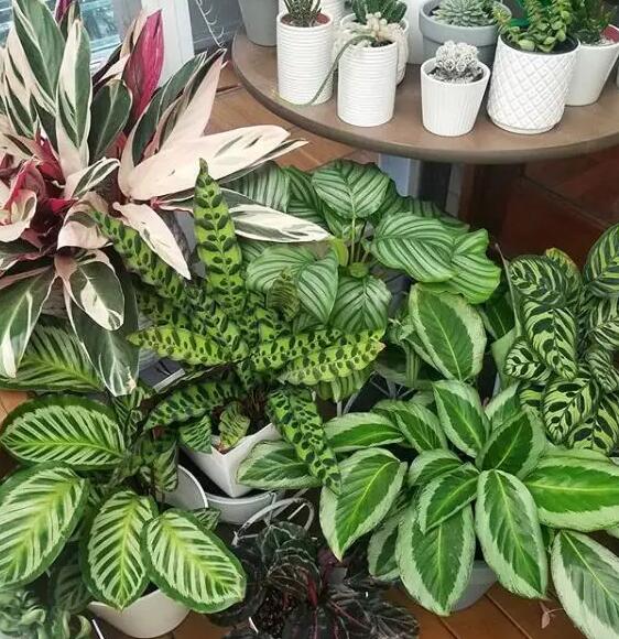 这花不用晒太阳，比绿萝美100倍，1年到头不凋谢！