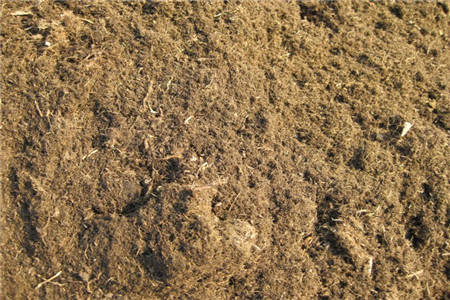 八角金盘的养殖办法和注意些什么