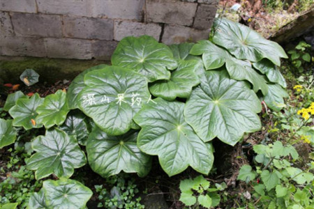 八角金盘的养殖办法和注意些什么