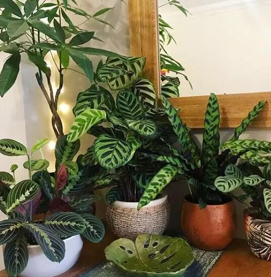 这花不用晒太阳，比绿萝美100倍，1年到头不凋谢！