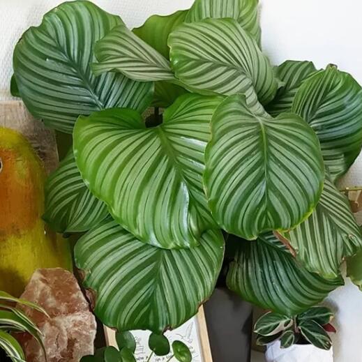 这花不用晒太阳，比绿萝美100倍，1年到头不凋谢！