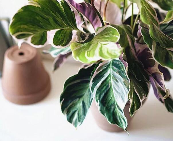 这花不用晒太阳，比绿萝美100倍，1年到头不凋谢！