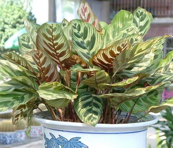 这花不用晒太阳，比绿萝美100倍，1年到头不凋谢！