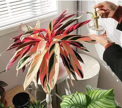 这花不用晒太阳，比绿萝美100倍，1年到头不凋谢！