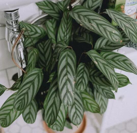 这花不用晒太阳，比绿萝美100倍，1年到头不凋谢！