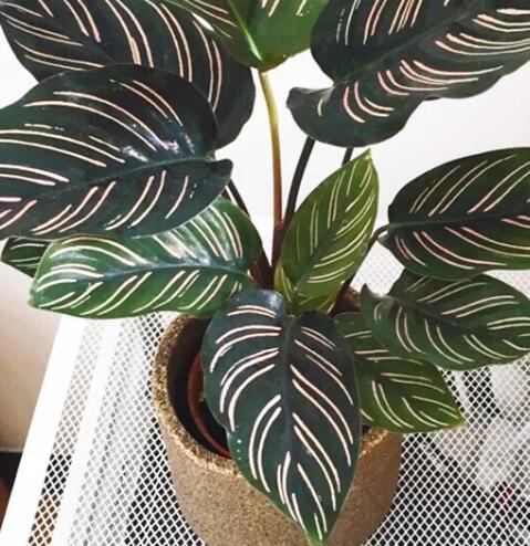 这花不用晒太阳，比绿萝美100倍，1年到头不凋谢！