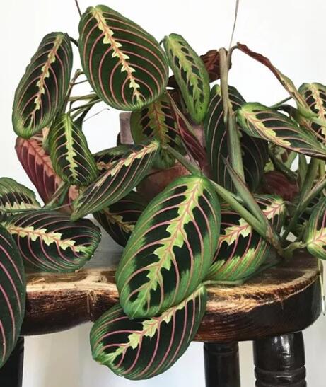 这花不用晒太阳，比绿萝美100倍，1年到头不凋谢！