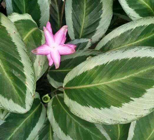 这花不用晒太阳，比绿萝美100倍，1年到头不凋谢！