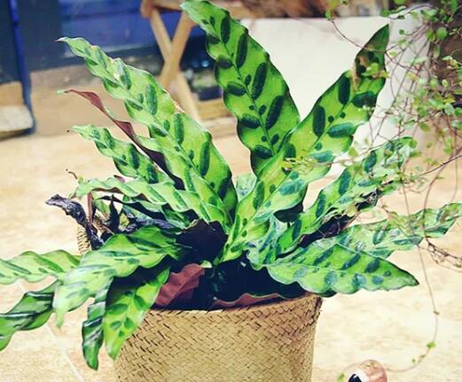 这花不用晒太阳，比绿萝美100倍，1年到头不凋谢！