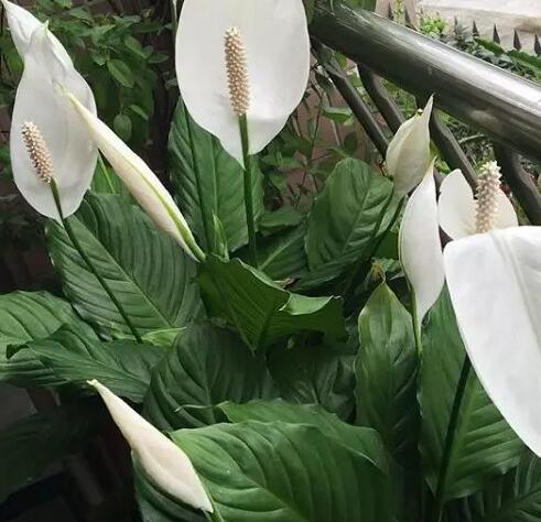 这花不用晒太阳，比绿萝美100倍，1年到头不凋谢！