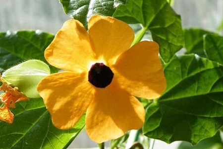 黑眼苏珊的养殖办法和注意些什么