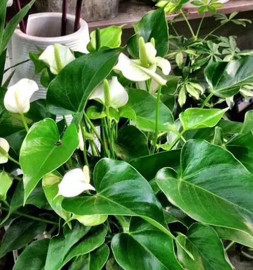 这花不用晒太阳，比绿萝美100倍，1年到头不凋谢！