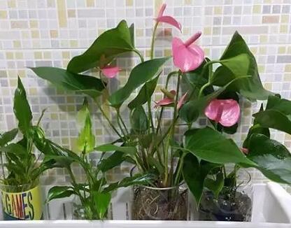 这花不用晒太阳，比绿萝美100倍，1年到头不凋谢！