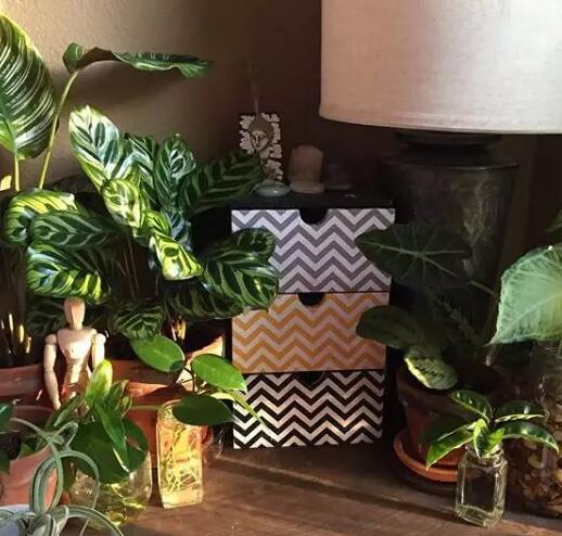 这花不用晒太阳，比绿萝美100倍，1年到头不凋谢！