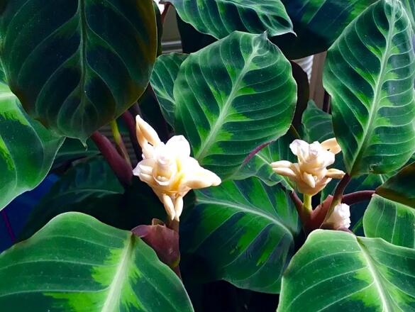 这花不用晒太阳，比绿萝美100倍，1年到头不凋谢！