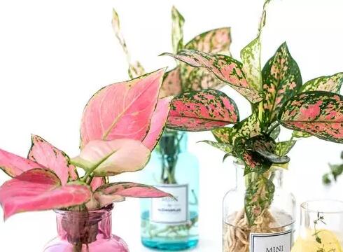 这花不用晒太阳，比绿萝美100倍，1年到头不凋谢！