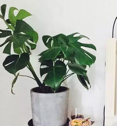 这花不用晒太阳，比绿萝美100倍，1年到头不凋谢！