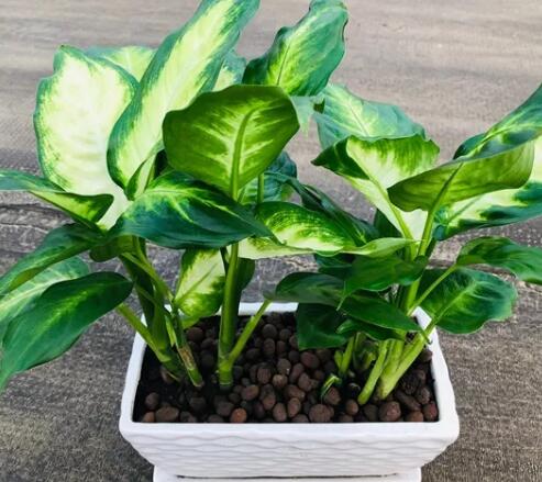 这花不用晒太阳，比绿萝美100倍，1年到头不凋谢！