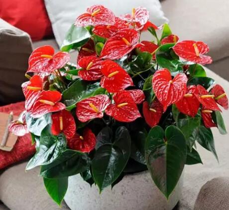 这花不用晒太阳，比绿萝美100倍，1年到头不凋谢！