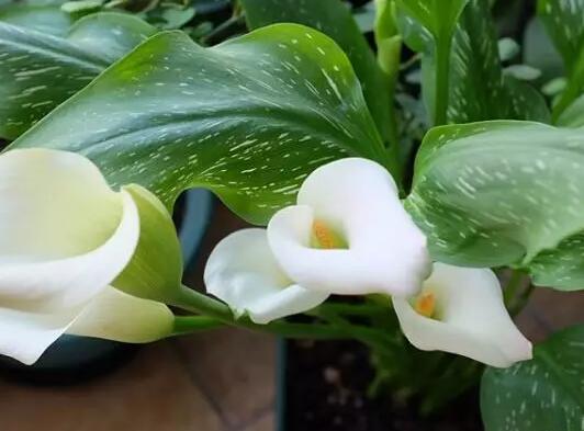 这花不用晒太阳，比绿萝美100倍，1年到头不凋谢！