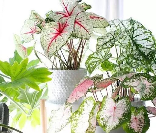 这花不用晒太阳，比绿萝美100倍，1年到头不凋谢！