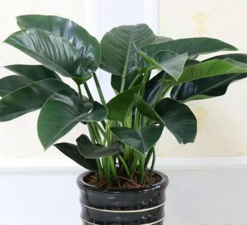 这花不用晒太阳，比绿萝美100倍，1年到头不凋谢！