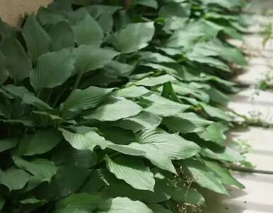 这花不用晒太阳，比绿萝美100倍，1年到头不凋谢！